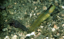 Image of Cryptocentrus cyanotaenia (Lagoon shrimpgoby)