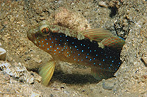 Image of Cryptocentrus cyanospilotus (Bluespot shrimpgoby)