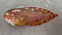 Image of Crystallichthys cyclospilus (Blotched snailfish)