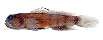 Image of Cryptocentrus epakros (Pointedfin shrimpgoby)