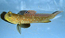 Image of Cryptocentrus flavus 