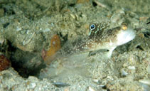 Image of Cryptocentrus insignitus (Signal goby)