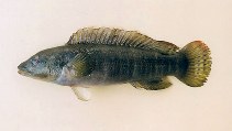 Image of Crenicichla jupiaensis 