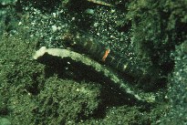 Image of Cryptocentrus leucostictus (Saddled prawn-goby)
