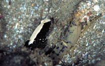 Image of Cryptocentrus malindiensis 