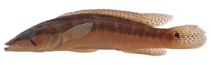 Image of Crenicichla mandelburgeri 