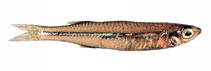 Image of Craterocephalus mugiloides (Spotted hardyhead)