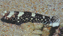 Image of Cryptocentrus nigrocellatus (Blackspot shrimpgoby)
