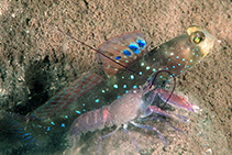 Image of Cryptocentrus pavoninoides (Peacock shrimpgoby)