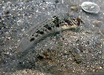Image of Tomiyamichthys russus (Ocellated shrimpgoby)