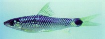 Image of Crossocheilus reticulatus 