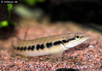 Image of Crenicichla sedentaria 