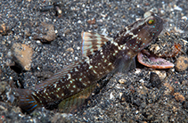 Image of Cryptocentrus sericus (Ventral-barred shrimpgoby)