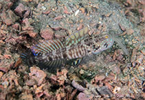 Image of Cryptocentrus sericus (Ventral-barred shrimpgoby)