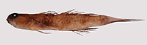 Image of Cryptocentrus steinhardti (Steinhardt\