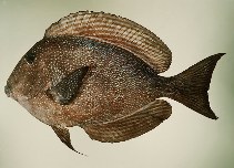 Image of Ctenochaetus marginatus (Bluespotted Surgeonfish)