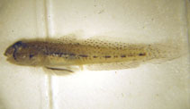 Image of Ctenogobius saepepallens (Dash goby)