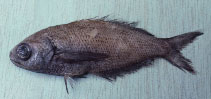 Image of Cubiceps baxteri (Black fathead)