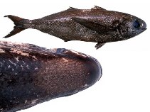 Image of Cubiceps capensis (Cape fathead)