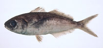 Image of Cubiceps whiteleggii (Shadow driftfish)