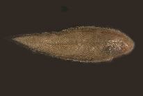 Image of Cynoglossus abbreviatus (Three-lined tongue sole)