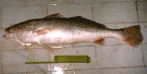 Image of Cynoscion acoupa (Acoupa weakfish)