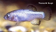 Image of Cyprinodon diabolis (Devils Hole pupfish)