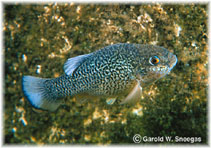 Image of Cyprinodon elegans (Comanche Springs pupfish)