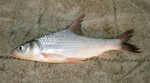 Image of Cyclocheilichthys enoplos 