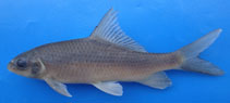 Image of Cyprinion kais (Kais kingfish)