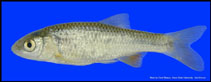 Image of Cyprinella lepida (Plateau shiner)