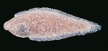 Image of Cynoglossus macrostomus (Malabar tonguesole)