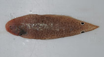 Image of Cynoglossus maccullochi 