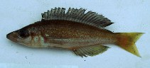 Image of Cyprichromis microlepidotus 