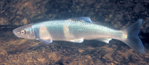 Image of Cyprinella monacha (Spotfin chub)