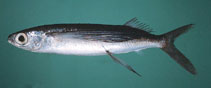 Image of Cypselurus opisthopus (Black-finned flyingfish)