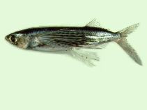 Image of Cypselurus poecilopterus (Yellowing flyingfish)