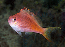 Image of Cyprinocirrhites polyactis (Swallowtail hawkfish)