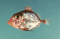 Image of Cyttopsis rosea (Rosy dory)