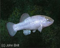 Image of Cyprinodon salinus (Salt Creek pupfish)