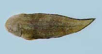 Image of Cynoglossus semilaevis (Tongue sole)
