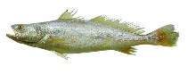 Image of Cynoscion virescens (Green weakfish)