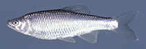 Image of Cyprinella whipplei (Steelcolor shiner)