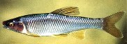 Image of Cyprinella whipplei (Steelcolor shiner)