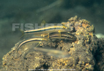 Image of Cyprinella xanthicara (Cuatro Cienegas shiner)