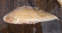 Image of Cynoglossus zanzibarensis (Zanzibar tonguesole)