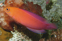 Image of Cypho zaps (Checkered dottyback)