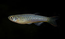 Image of Danio aesculapii 