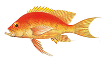 Image of Dactylanthias aplodactylus 