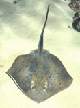 Image of Dasyatis chrysonota (Blue stingray)